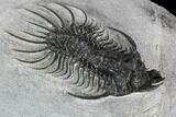 Spiny Quadrops Trilobite - Ofaten, Morocco #130494-4